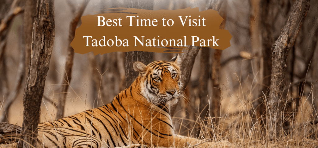 Best Time To Visit Tadoba Park
