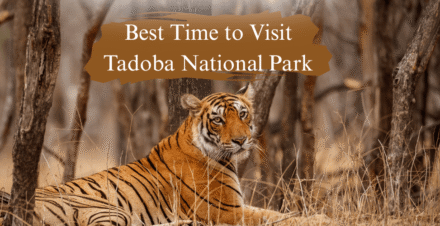 Best Time To Visit Tadoba Park