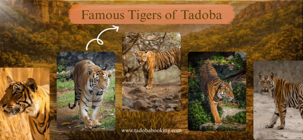 Famous Tiges of Tadoba Park