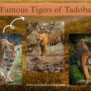 Famous Tiges of Tadoba Park