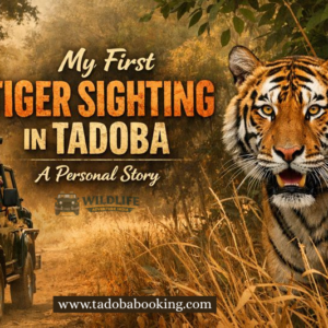 My First Tiger Sighting in Tadoba