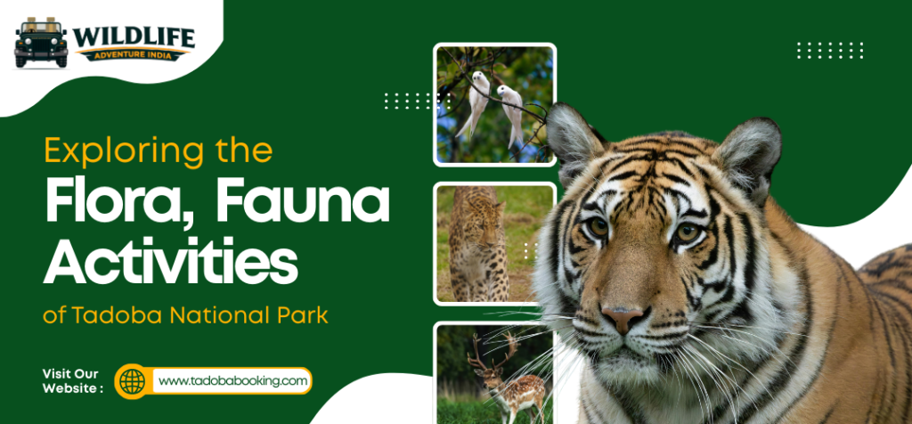 Exploring the Flora, Fauna, and Activities of Tadoba National Park