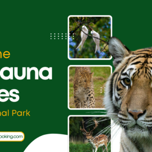 Exploring the Flora, Fauna, and Activities of Tadoba National Park