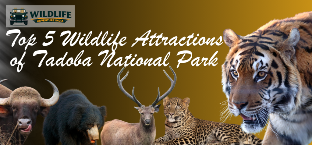 Tadoba National Park