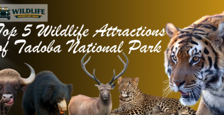 Tadoba National Park