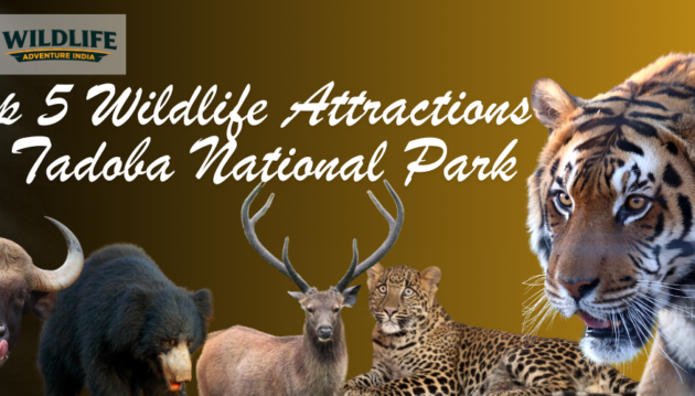 Tadoba National Park