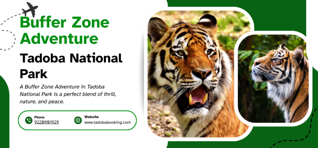 Buffer Zone Adventure in Tadoba National Park