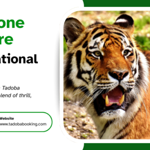 Buffer Zone Adventure in Tadoba National Park