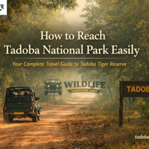 How to Reach Tadoba National Park Easily: Best Routes & Transport Options