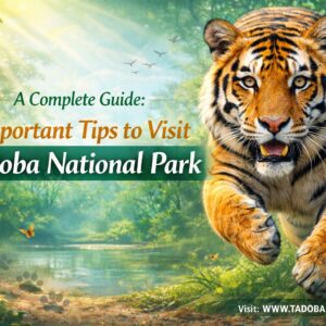 Important Tips for Visiting Tadoba National Park