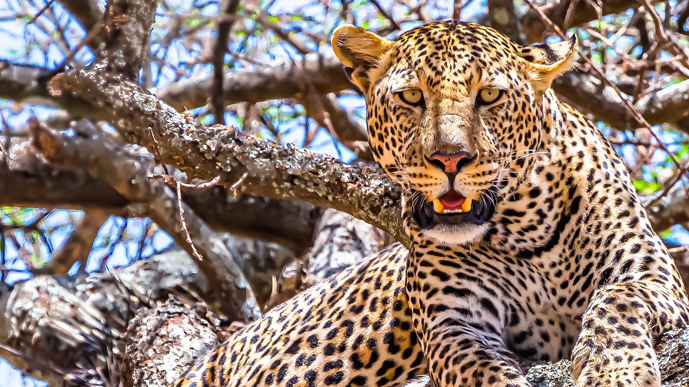 Tadoba National Park
