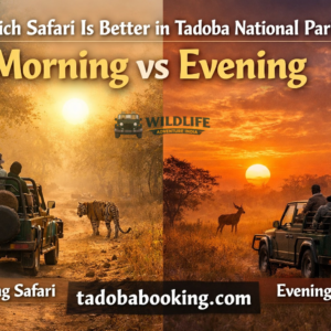 Tadoba National Park: Morning vs Evening