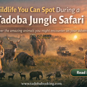 Wildlife You Can Spot During a Tadoba Jungle Safari
