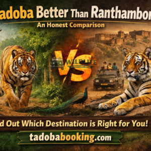 Is Tadoba Better Than Ranthambore? An Honest Comparison