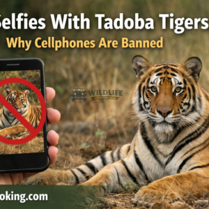 No Selfies With Tadoba Tigers: Why Cellphones Are Banned