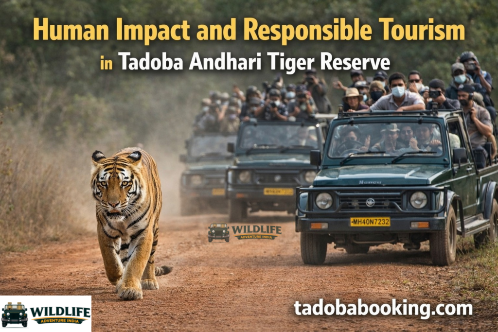 Human Impact and Responsible Tourism in Tadoba Andhari Tiger Reserve
