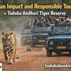 Human Impact and Responsible Tourism in Tadoba Andhari Tiger Reserve