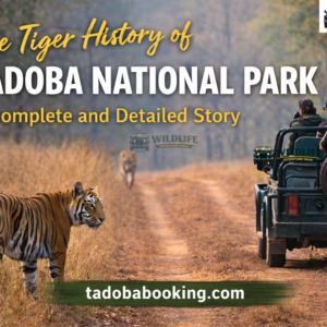 The Tiger History of Tadoba National Park