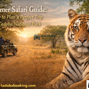 Summer Safari Guide: How to Plan a Perfect Trip to Tadoba National Park