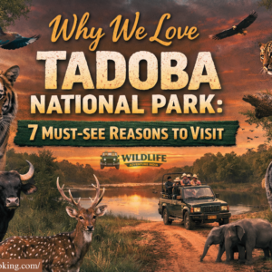 Why We Love Tadoba National Park
