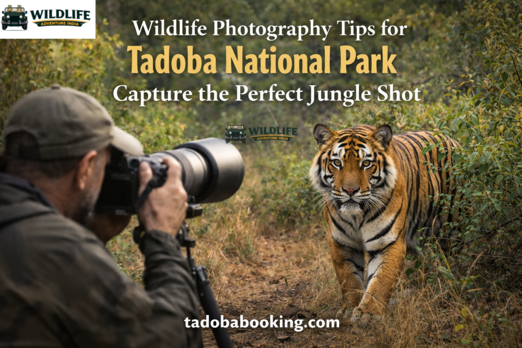 Wildlife Photography Tips for Tadoba National Park: Capture the Perfect Jungle Shot