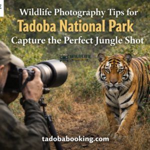 Wildlife Photography Tips for Tadoba National Park: Capture the Perfect Jungle Shot