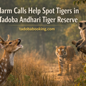 Alarm Calls Help Spot Tigers in Tadoba
