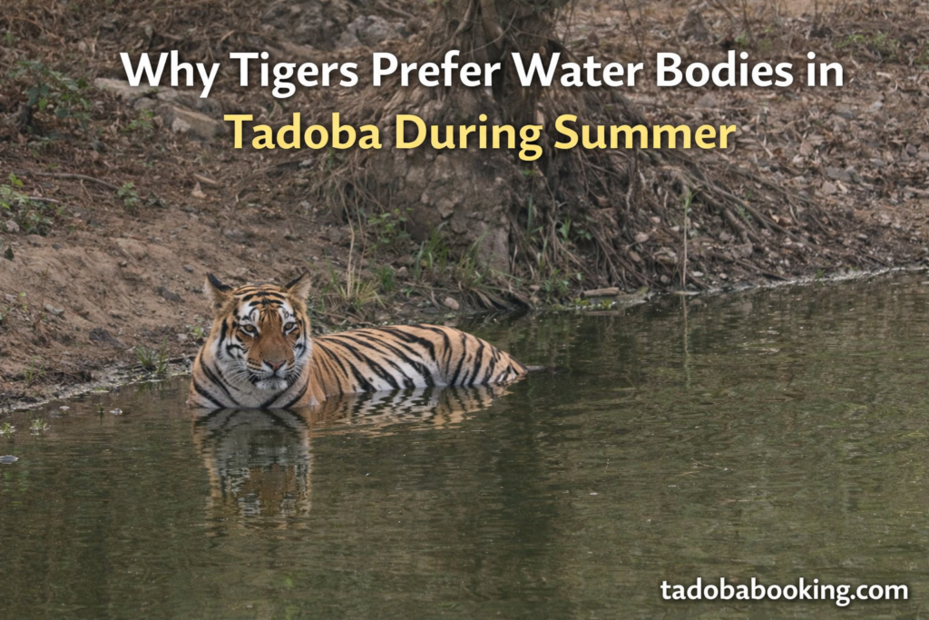 Water Bodies in Tadoba During Summer