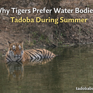 Water Bodies in Tadoba During Summer