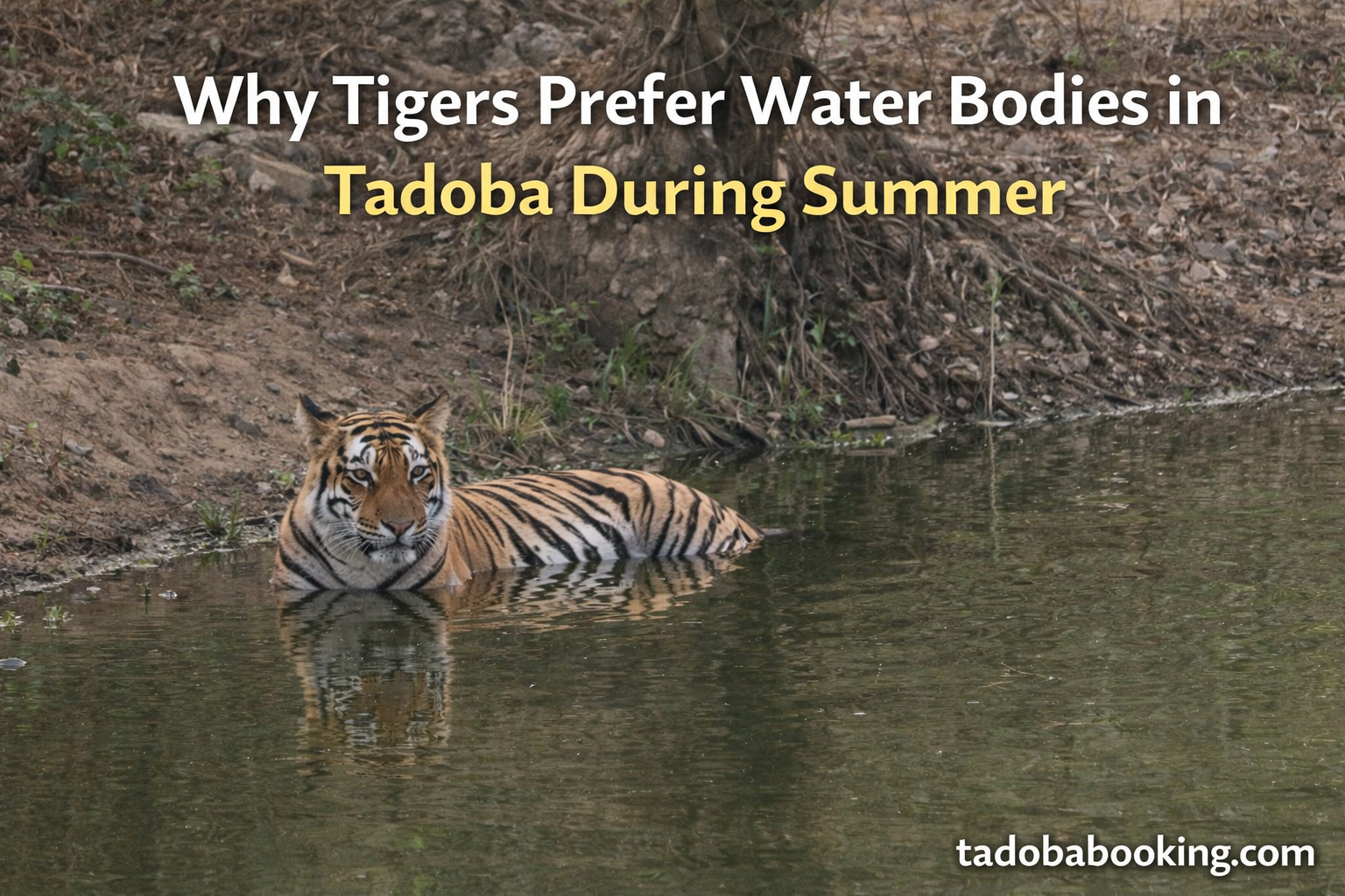 Why Tigers Prefer Water Bodies in Tadoba During Summer