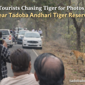 Tourists Chasing Tiger for Photos Near Tadoba Andhari Tiger Reserve