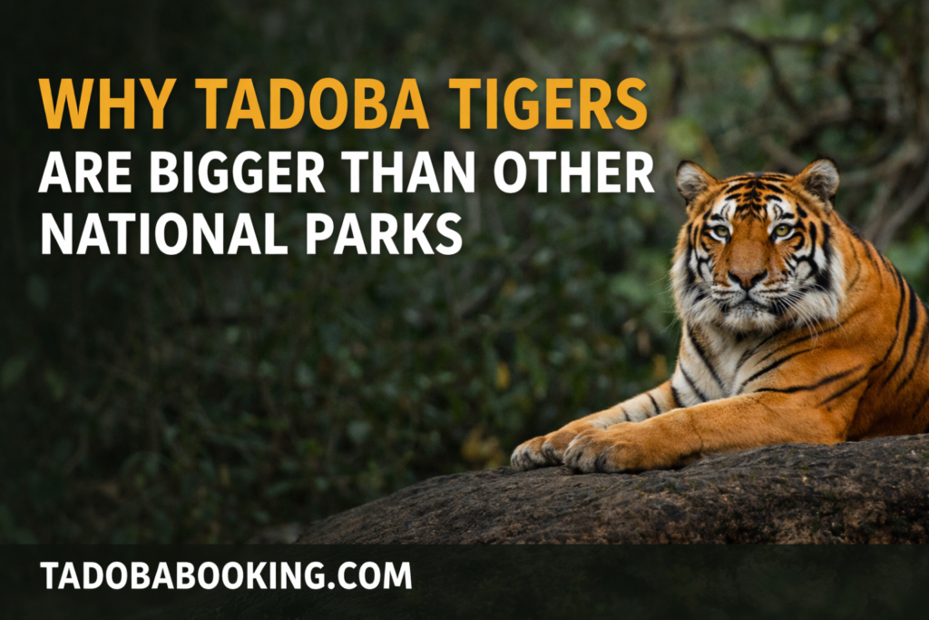 Tadoba Tigers Are Bigger