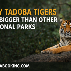 Tadoba Tigers Are Bigger