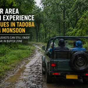 Buffer Area Safari Experience Continues in Tadoba During Monsoon