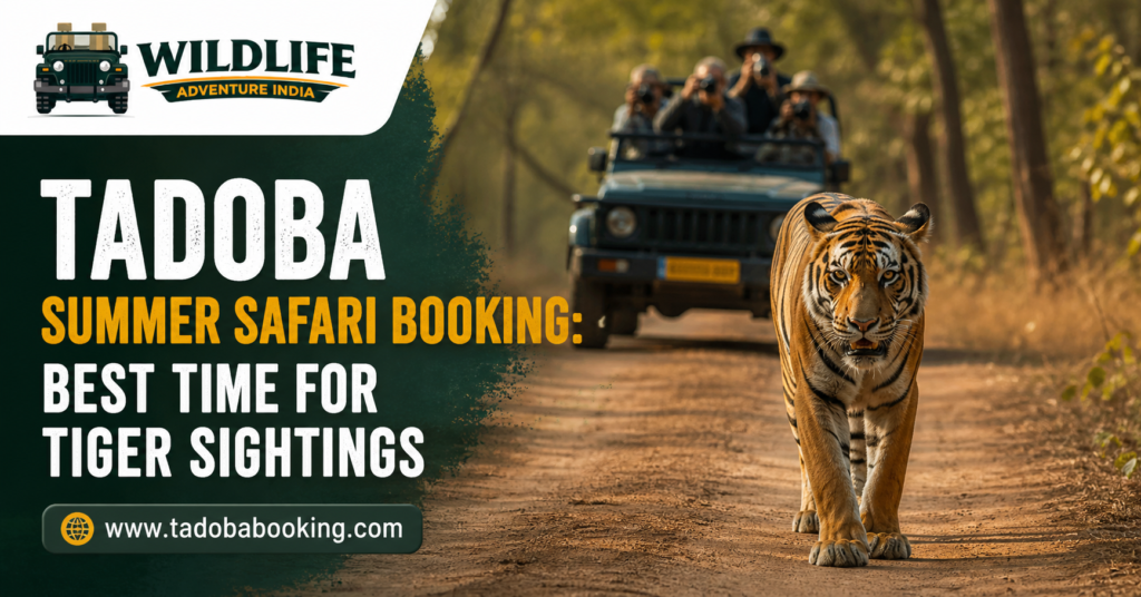 Tadoba Summer Safari Booking: Best Time for Tiger Sightings