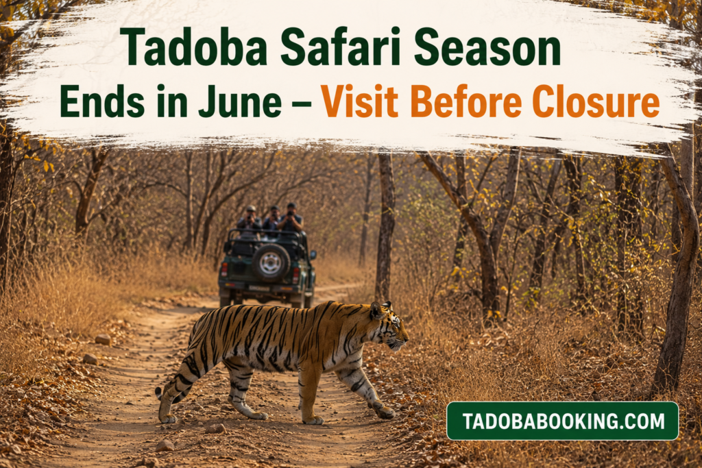 Tadoba Safari Season Ends in June – Visit Before Closure