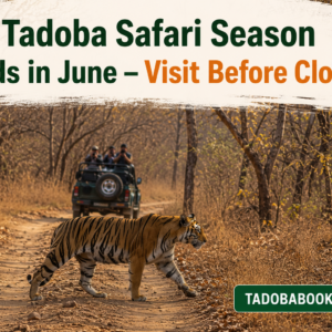 Tadoba Safari Season Ends in June – Visit Before Closure