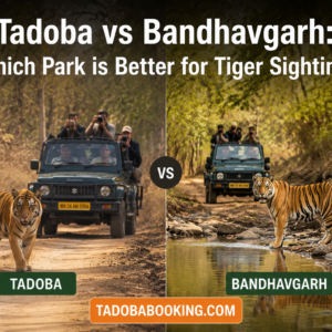 Tadoba vs Bandhavgarh Which Park is Better for Tiger Sightings