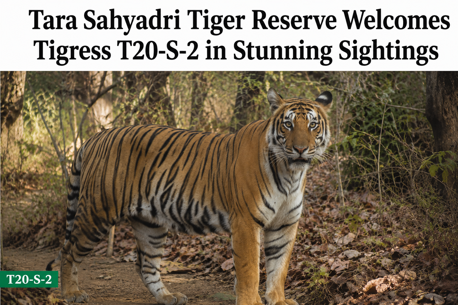Tara Sahyadri Tiger Reserve Welcomes Tigress T20-S-2 in Stunning Sightings