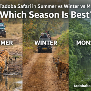 Tadoba Safari in Summer vs Winter vs Monsoon