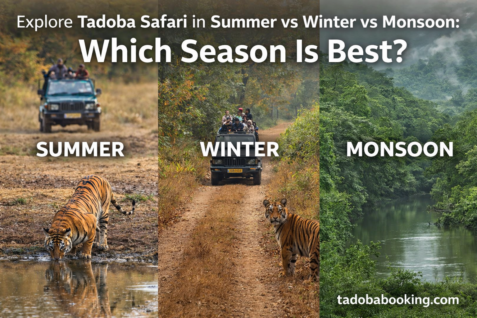 Explore Tadoba Safari in Summer vs Winter vs Monsoon: Which Season Is Best?