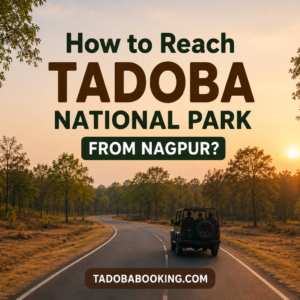 How to Reach Tadoba National Park from Nagpur 