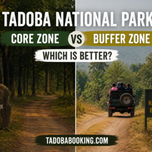 Tadoba National Park Core vs Buffer Zone Which Is Better