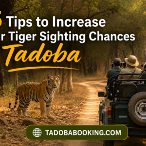 15 Tips to Increase Your Tiger Sighting Chances in Tadoba