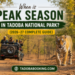 When is Peak Season in Tadoba National Park (2026–27 Complete Guide)