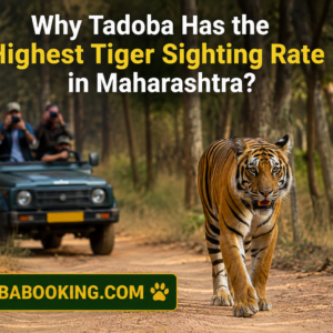 Why Tadoba Has the Highest Tiger Sighting Rate in Maharashtra