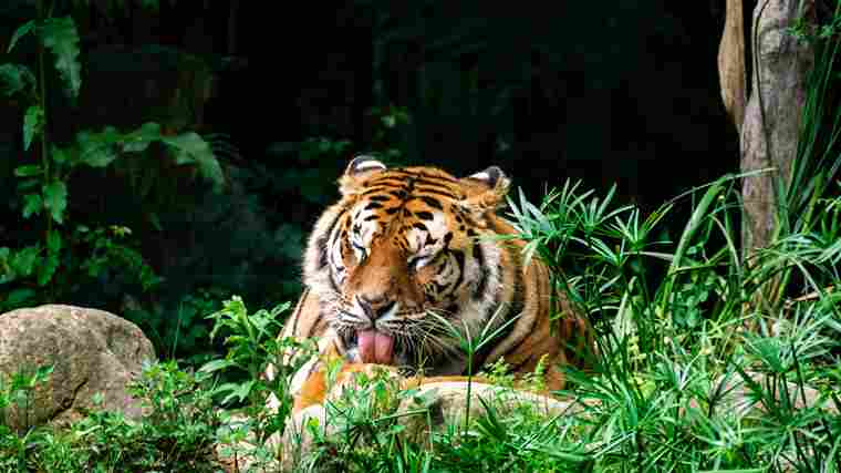 Tadoba Core Zone vs. Buffer Zone: Where to Find the Best Wildlife Experience?