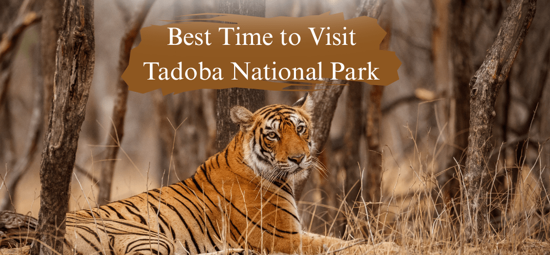 Best Time to Visit Tadoba National Park: Simple Seasonal Guide for Wildlife Lovers