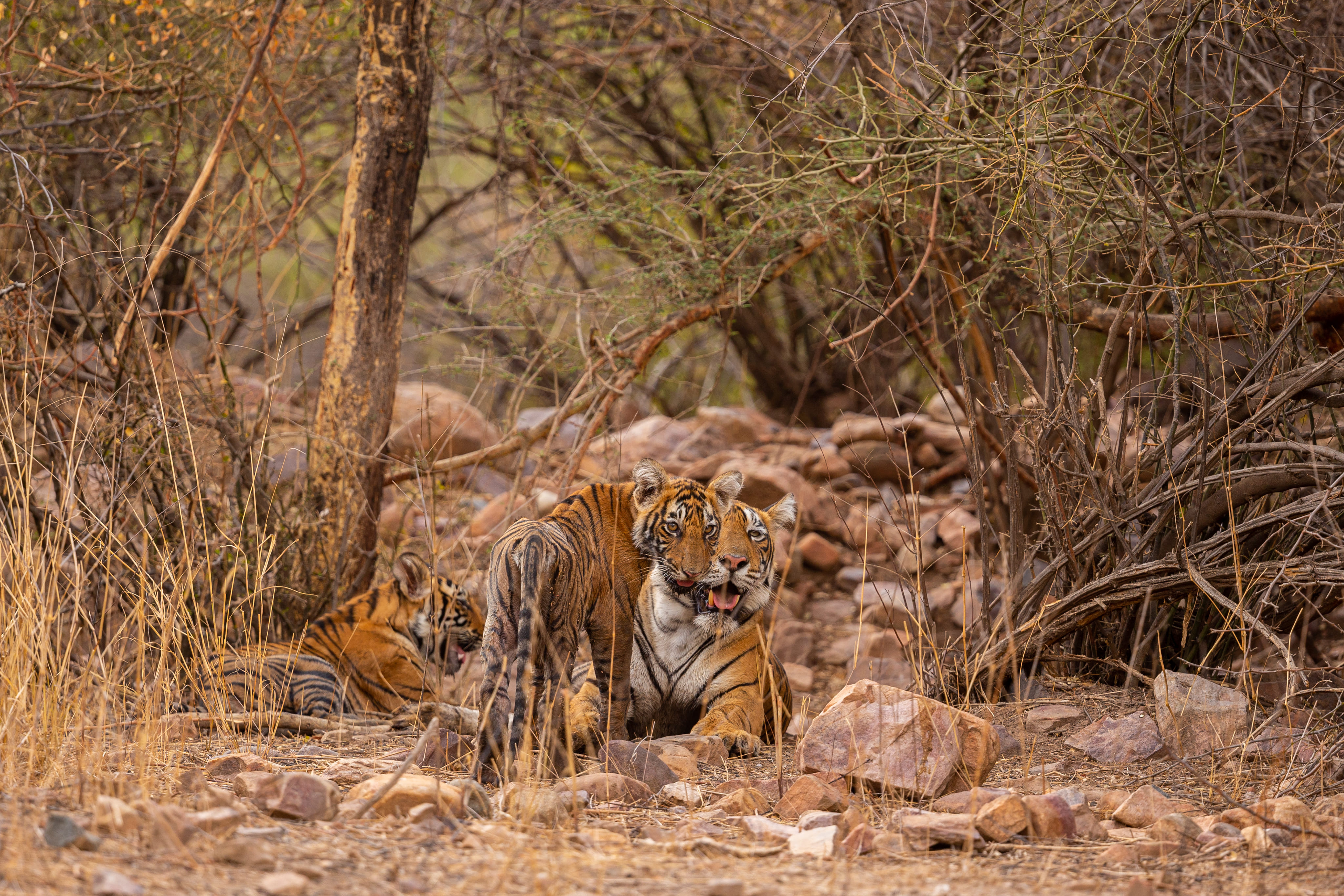 Bengal Tiger at Tadoba