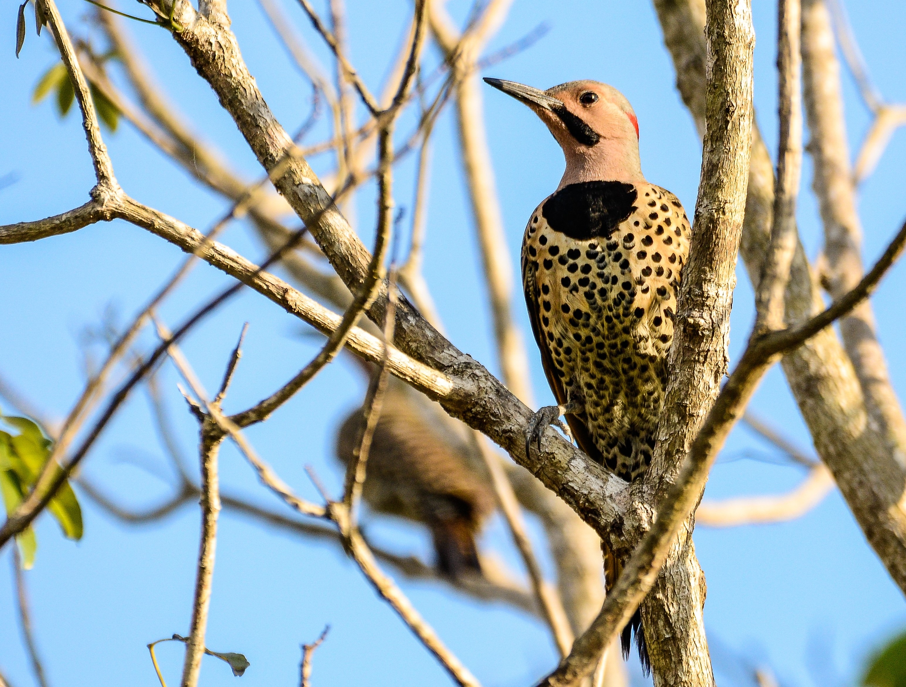 Birdwatching at Tadoba